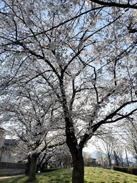 \ 桜満開! / \ 桜満開! /