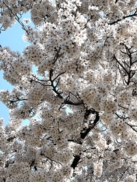 ʚ♡ɞ4/9お寺ヨガ無量寿殿で開催ʚ♡ɞ ʚ♡ɞ4/9お寺ヨガ無量寿殿で開催ʚ♡ɞ