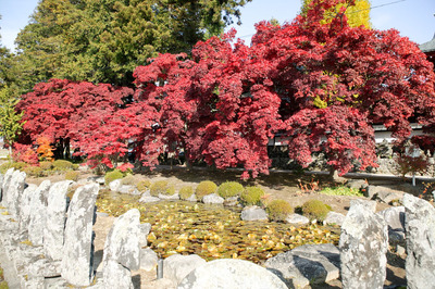 茅野市　長円寺の紅葉　真っ赤な絨毯　