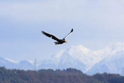 ｼﾘｰｽﾞ⑦富士山×大鷲グル　諏訪湖に飛来する天然記念物