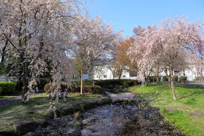 岡谷市　クリーンレイクの枝垂れ桜