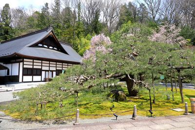 慈雲寺の小さな花弁の枝垂れ桜と松　枝垂れ桜