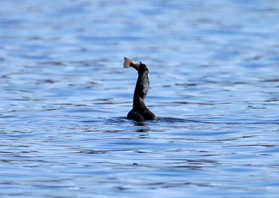 諏訪湖のカワウ　魚丸飲み　首がパンパン