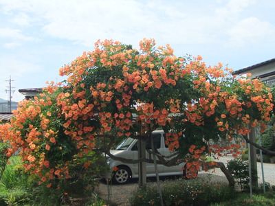 盛夏　オレンジ色の花　『ノウゼンカズラ』
