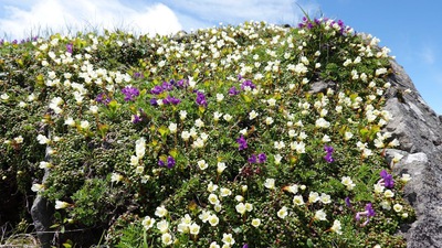 八ヶ岳　横岳のお花畑　6月の高山植物