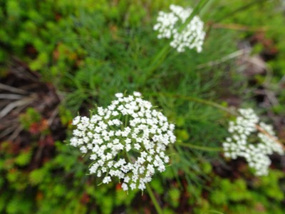 8月八ヶ岳　横岳　高山植物　白い花特集
