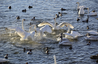 諏訪湖に飛来した白鳥の家族模様～激しいケンカも