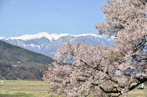 信州　高遠の桜　ヘリコプター遊覧　中央アルプスと