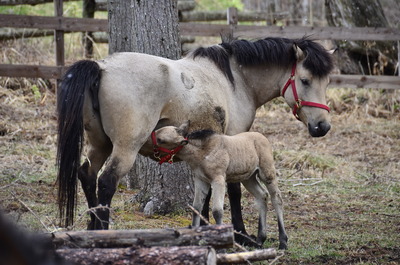 開田高原　木曽馬の赤ちゃん誕生　お母さんと一緒