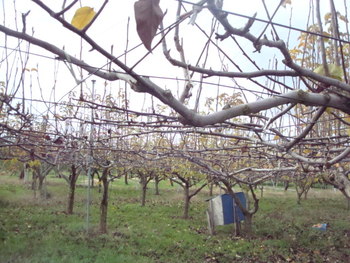 梨畑の冬準備・・・・信州北信濃坂爪農園の梨畑から