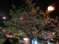 櫻の花見