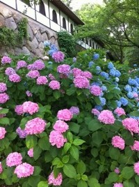 紫陽花♪