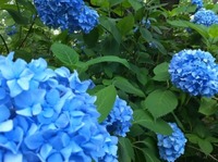 紫陽花♪