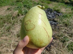 セントラルレイスからのメッセージ