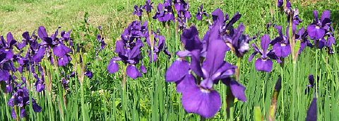 ラベンダー・アヤメ・チャイブ・・・紫色の花の季節
