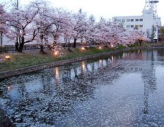 桜カクテルとお堀の桜