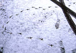 雪に鳥の足跡
