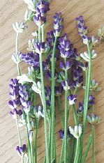 ラベンダー・アヤメ・チャイブ・・・紫色の花の季節
