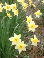 女鳥羽川沿いの花