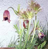 幻の野草オキナ草 ご存じ?