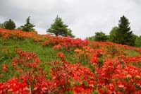 美ヶ原の草花