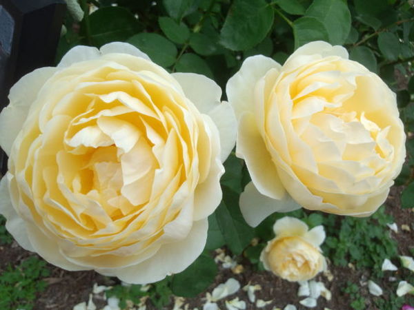 信州暮らしパｰトナｰ 宅建協会諏訪支部 シャーロット 黄色いカップ咲きのバラ 信州花だより