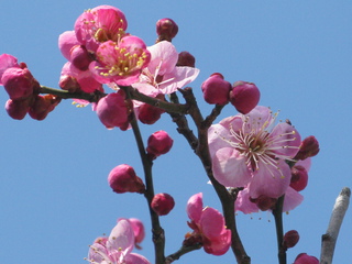 松本城　桜の開花宣言は１０日過ぎ頃でしょうか。