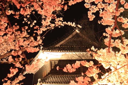 上田城跡公園の夜桜を堪能