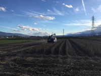 大豆収穫2015