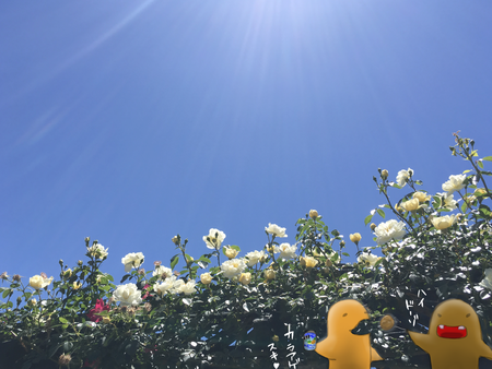薔薇の季節 まだまだ自粛気味? 薔薇の季節 まだまだ自粛気味?