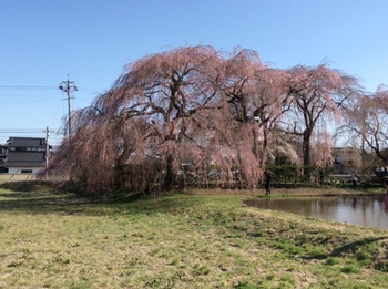 波田地区の桜を点描（4月9日）