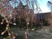 波田・安養寺シダレ桜の開花情報（4月9日現在）