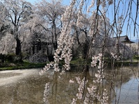 波田地区の桜（4月14日）