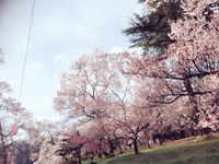 桜 桜