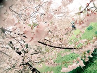 桜2 桜2