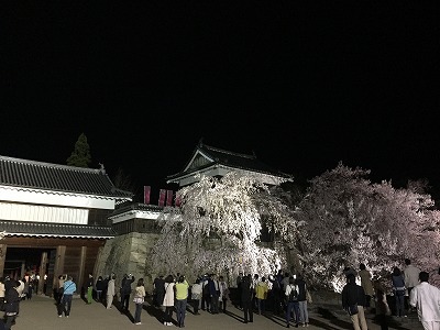 2015年　上田城の桜。