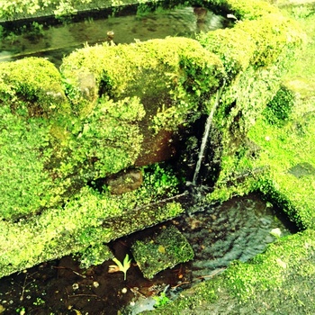 自然寺