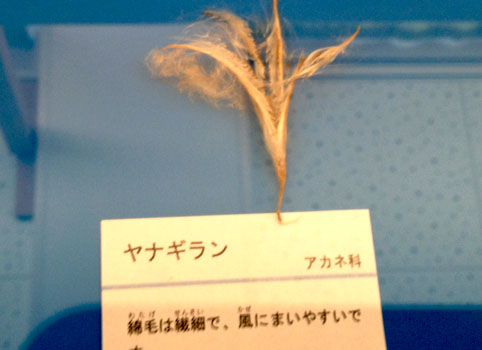 戸隠で「実と種」を極める!