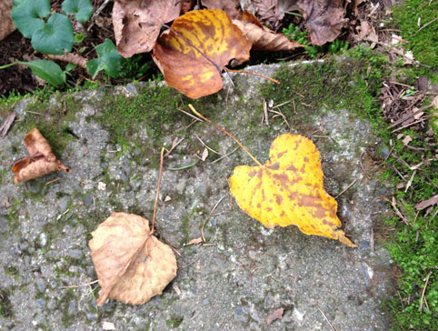 戸隠女子的紅葉の楽しみ方