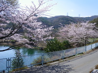 5/1波田地区の花の状況