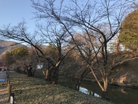 上田城と桜情報