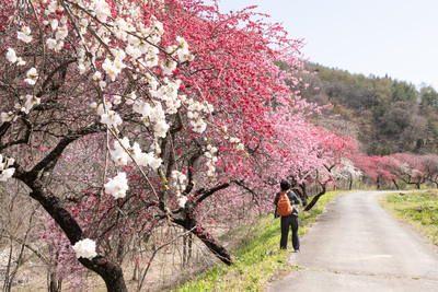 花桃の季節＆休館日のお知らせです。