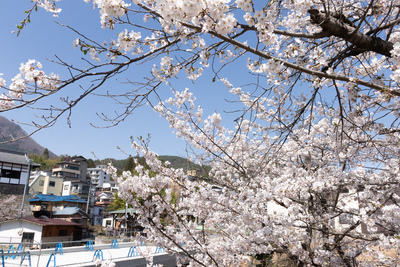 【上田城】千本桜まつりは3月30日から！