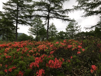 【湯の丸高原】きれいに咲いています【動画】 その2 【湯の丸高原】きれいに咲いています【動画】 その2