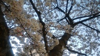 松本市　桜が満開