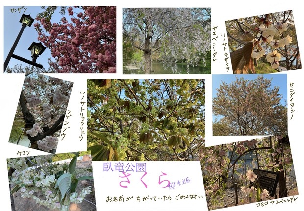 臥竜公園の桜 臥竜公園の桜