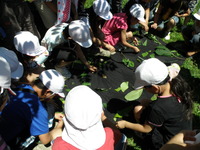 小学校での自然体験活動