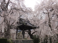 枝垂桜ー安養寺