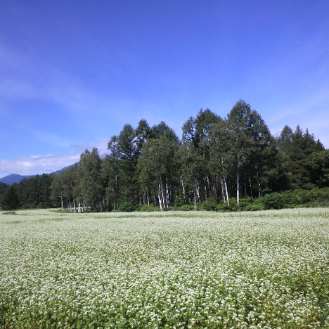 8月29日満開!!蕎麦の花♪