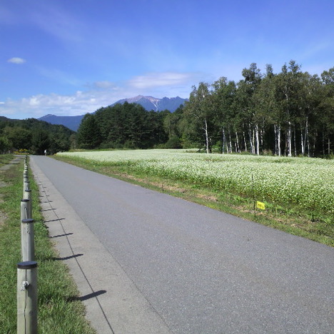 8月29日満開!!蕎麦の花♪